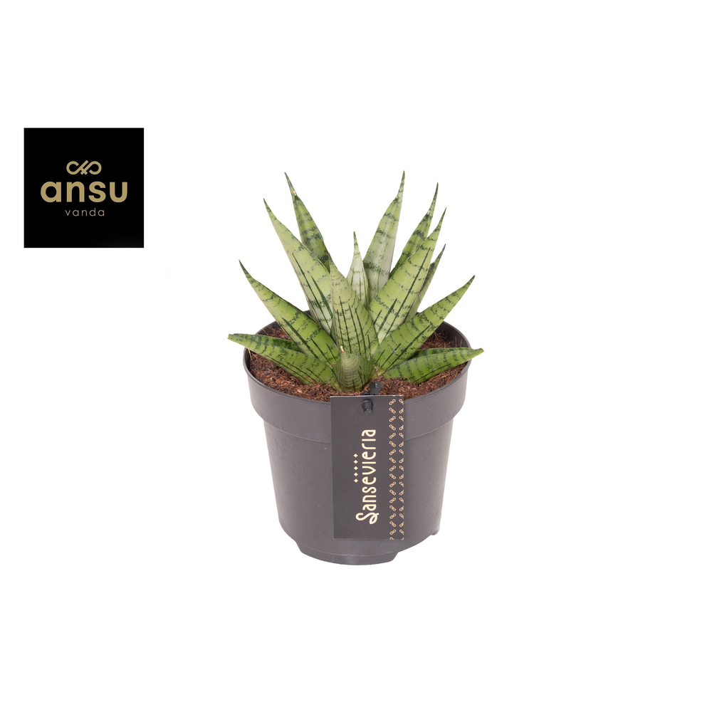 Sansevieria Comet Mini Queen No. 2.