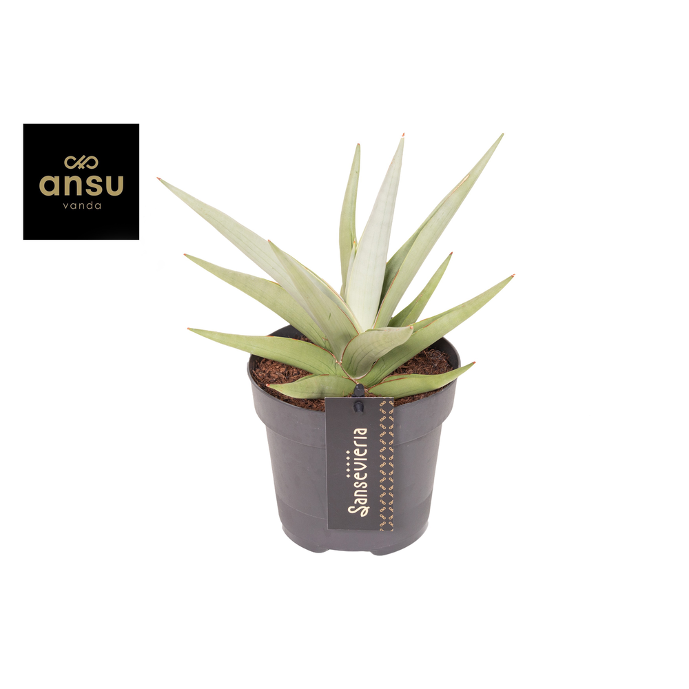 Sansevieria Comet Pastel Grey No. 1.