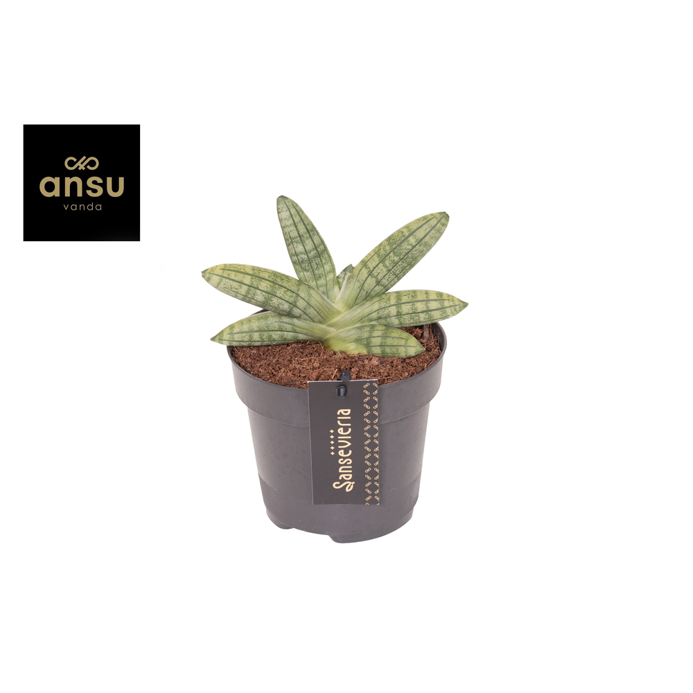 Sansevieria Inti Mini No. 5.