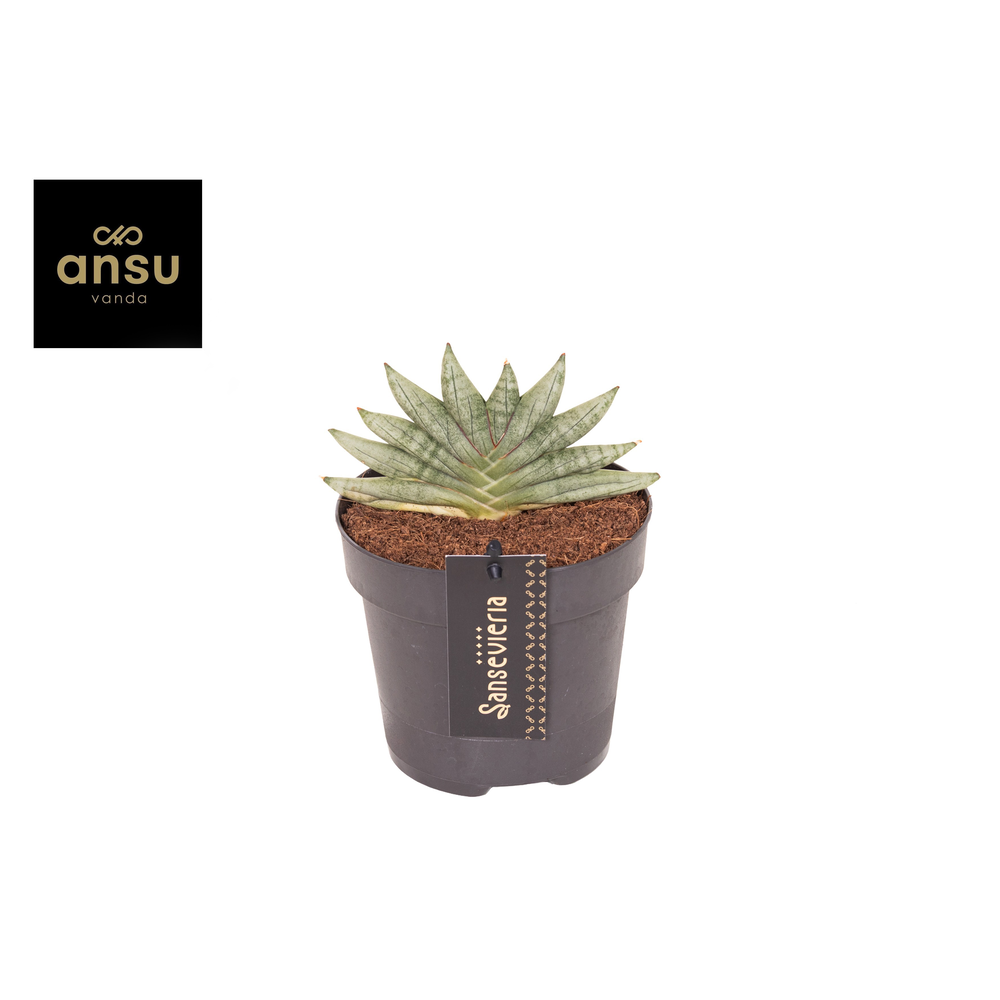 Sansevieria Inti Mini No. 3.