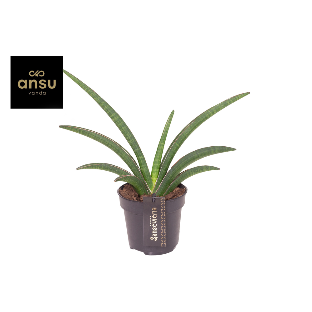 Sansevieria Tiara Grand Gazelle.