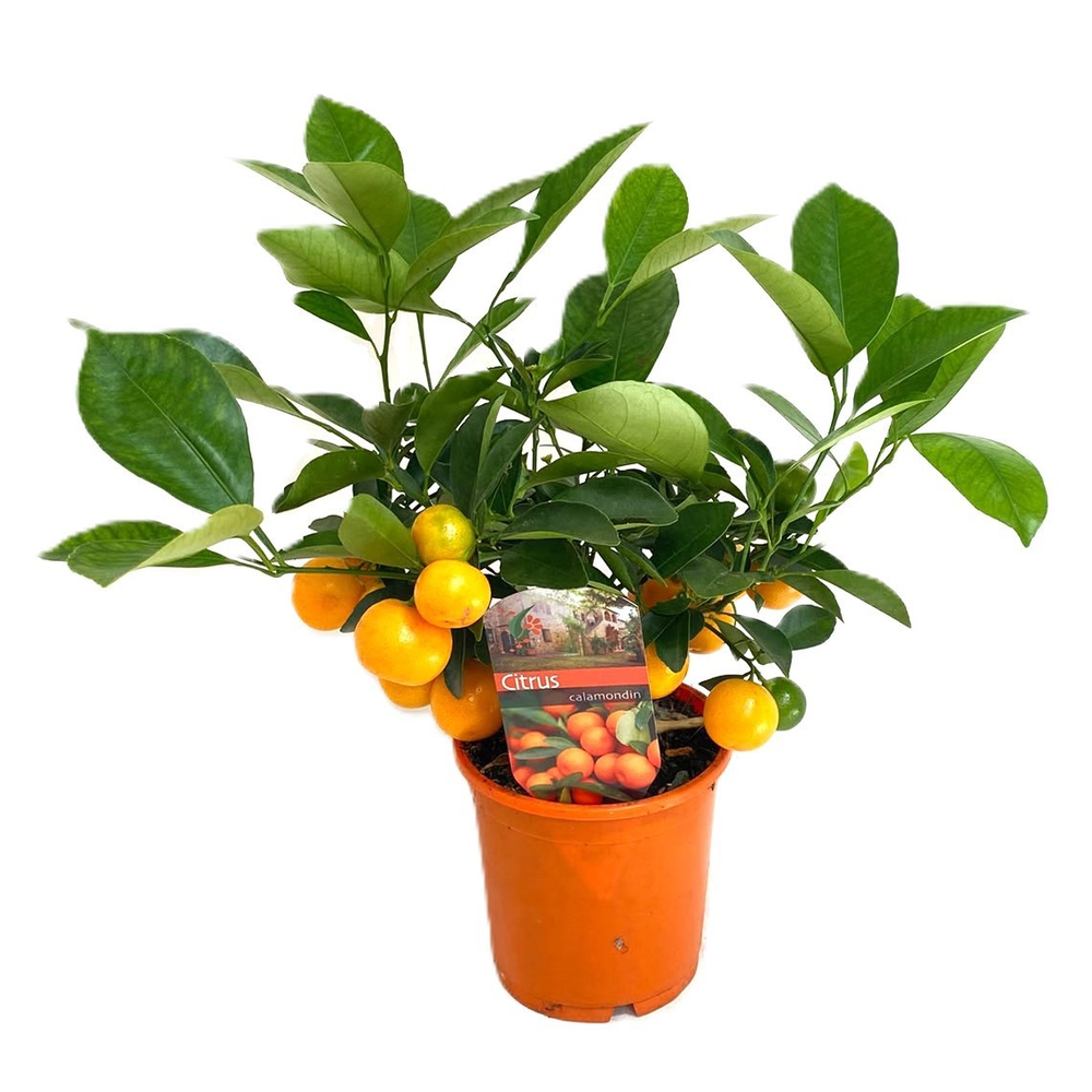 Citrus calamondin.