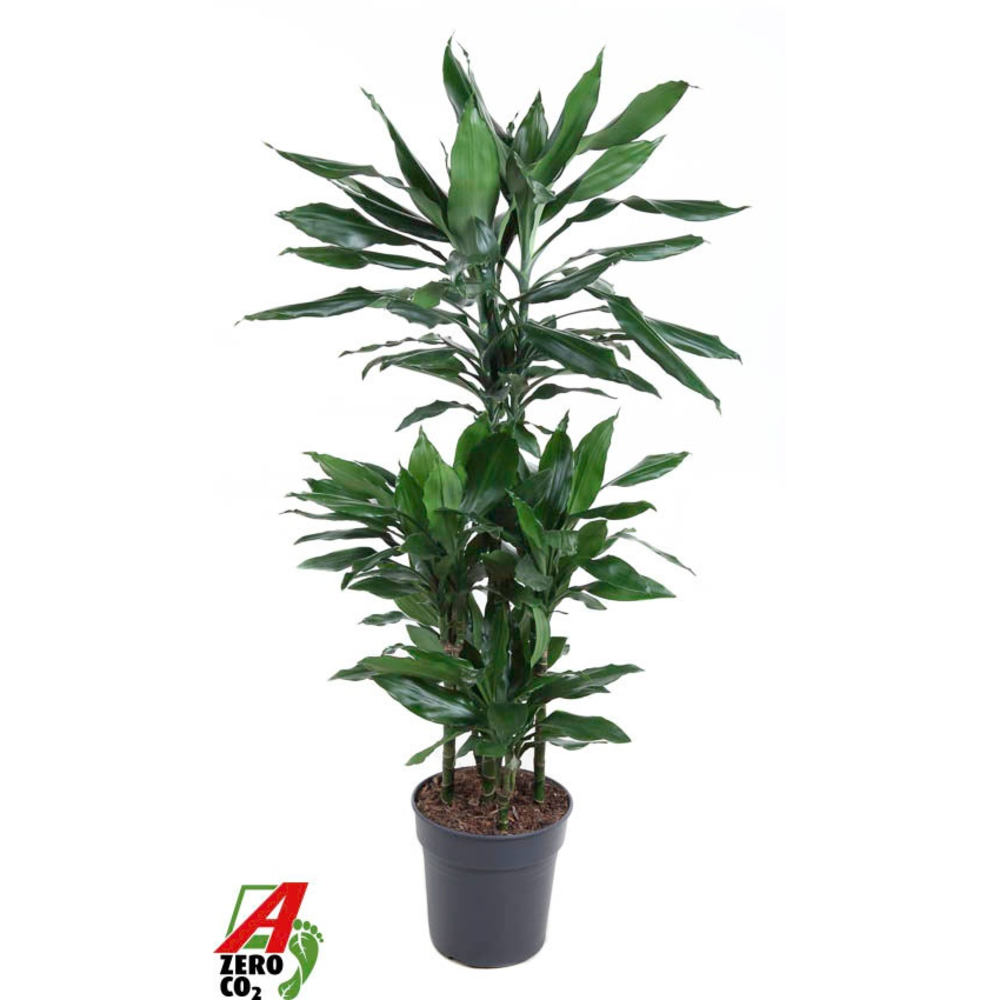 Dracaena Janet Lind 60-carrousel.