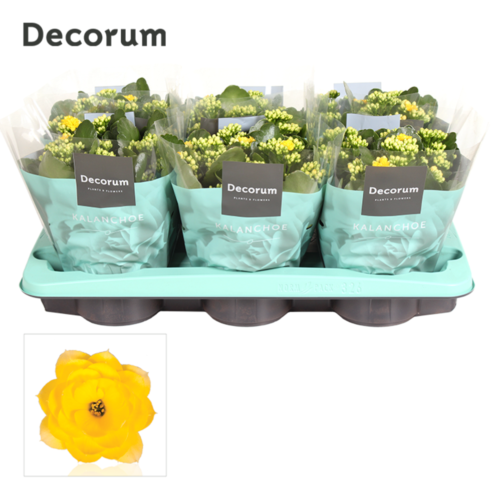 Kalanchoe Decorum - Yellow.