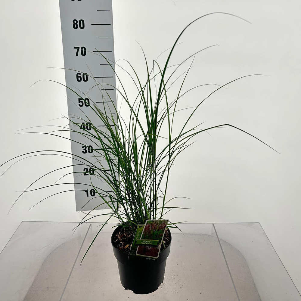 Miscanthus sin. 'Red Chief'.