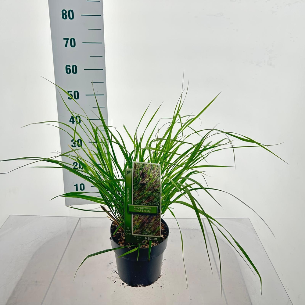 Pennisetum alopecuroides 'Black Beauty'.