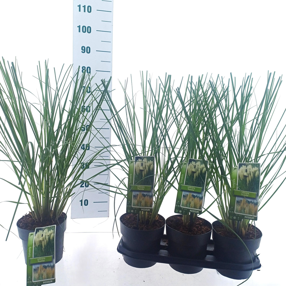 Cortaderia selloana 'Pumila'.