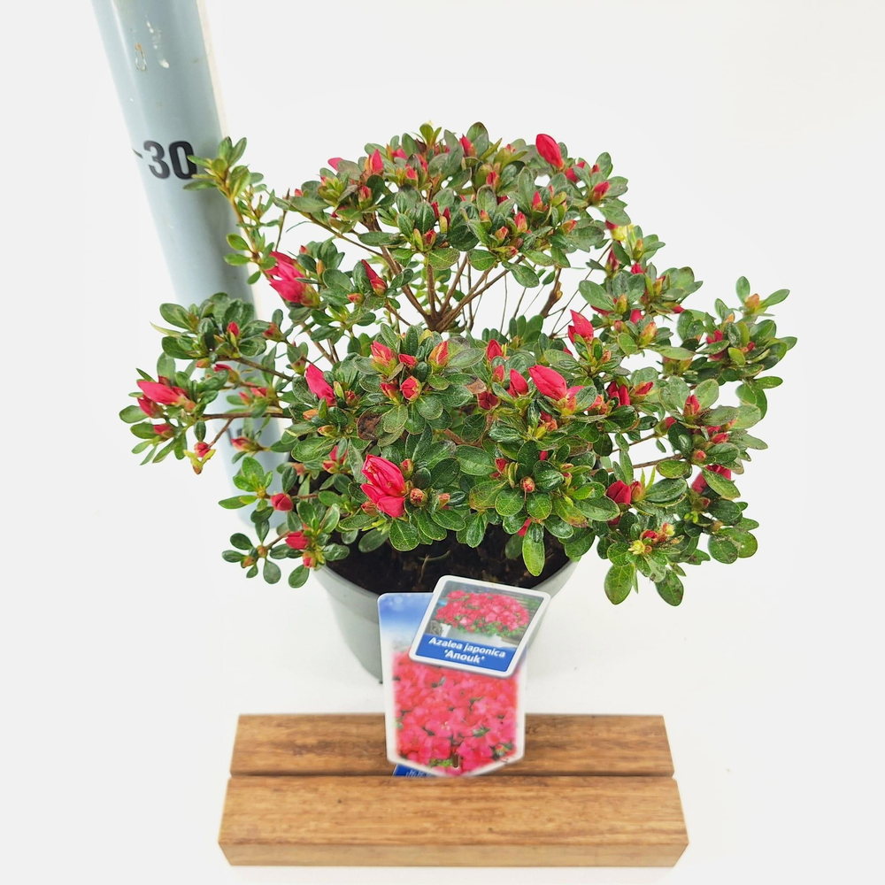 Rhododendron (AJ) 'Anouk'.