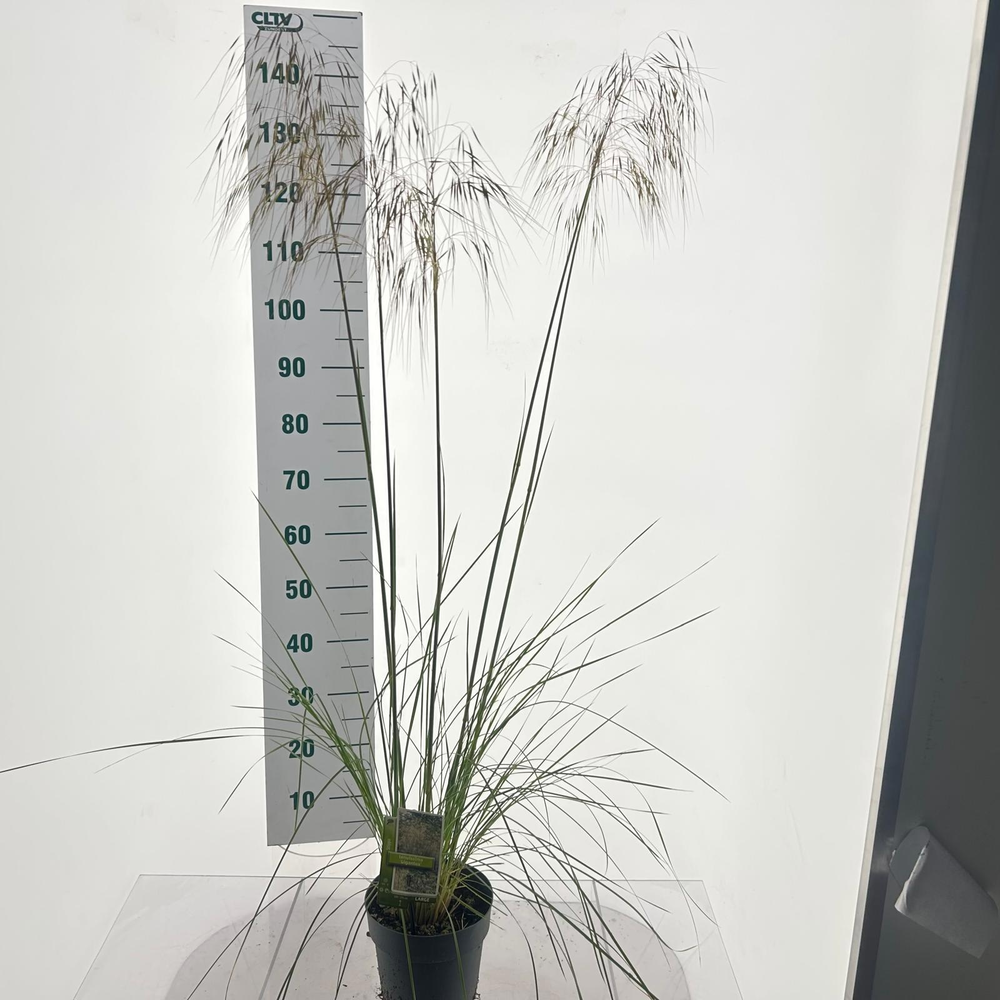 Stipa 'Gigantea'.