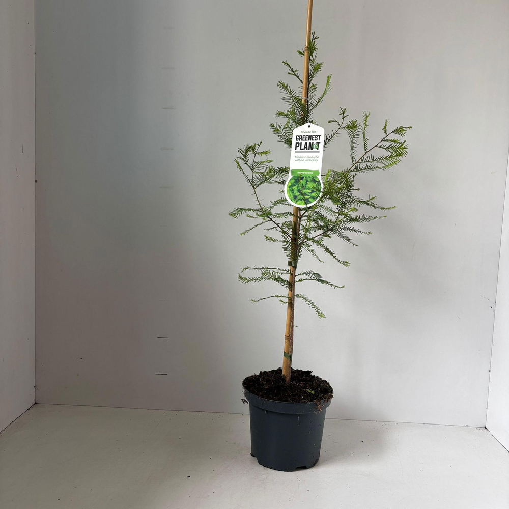 Taxodium distichum - gestokt.