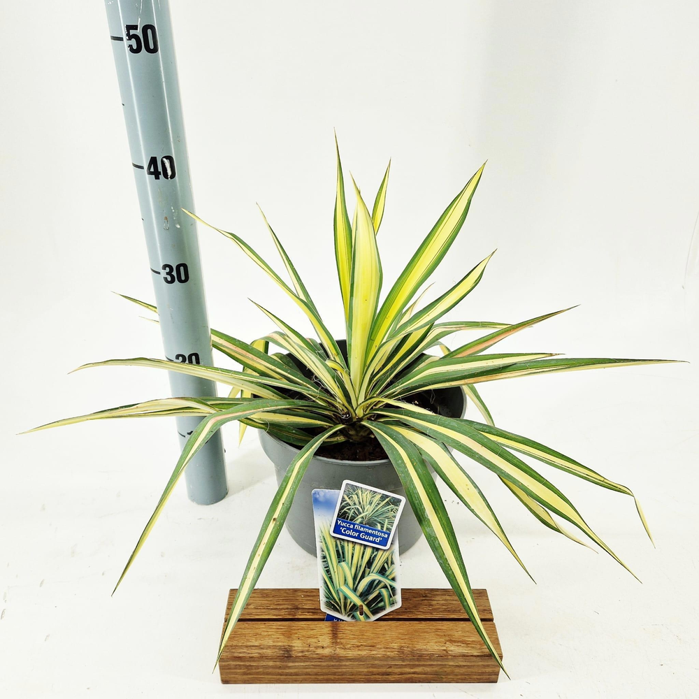 Yucca filamentosa 'Color Guard'.