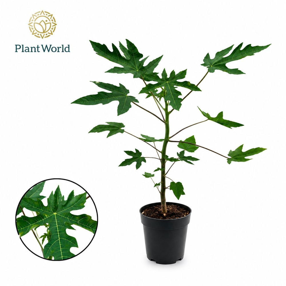 Carica Papaya.