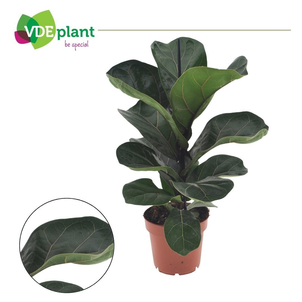 Ficus Lyrata Bambino.