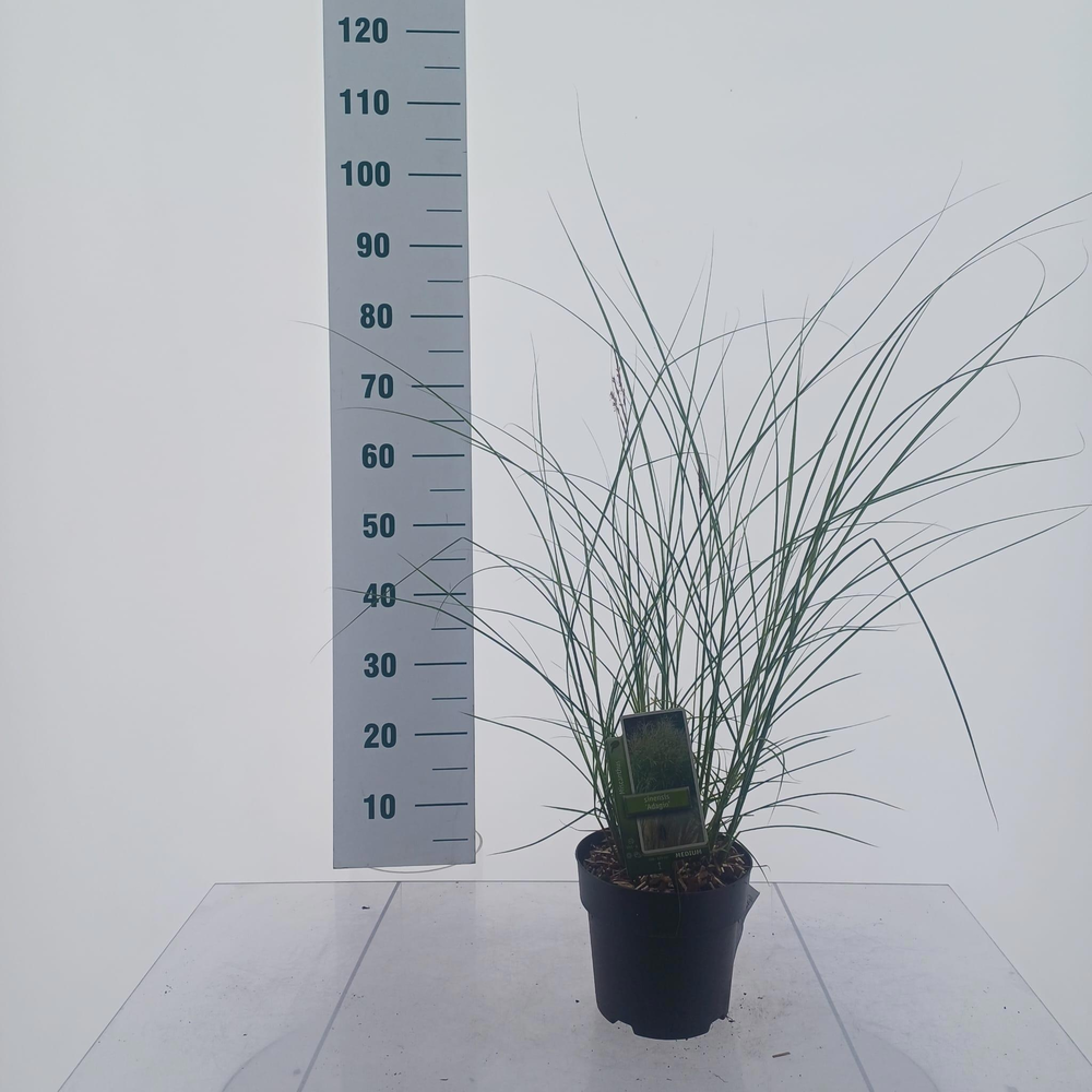 Miscanthus sin. 'Adagio'.