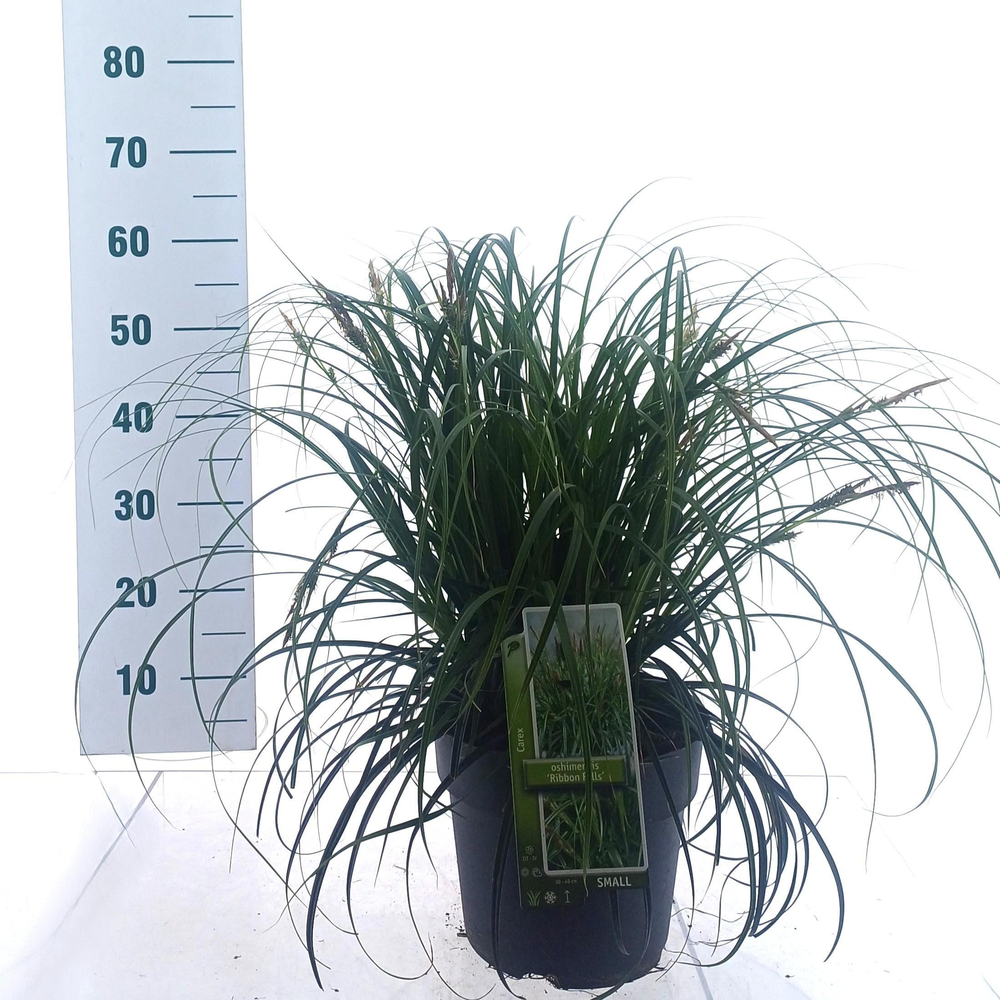 Carex Ribon Falls ('Et Crx02'PBR).