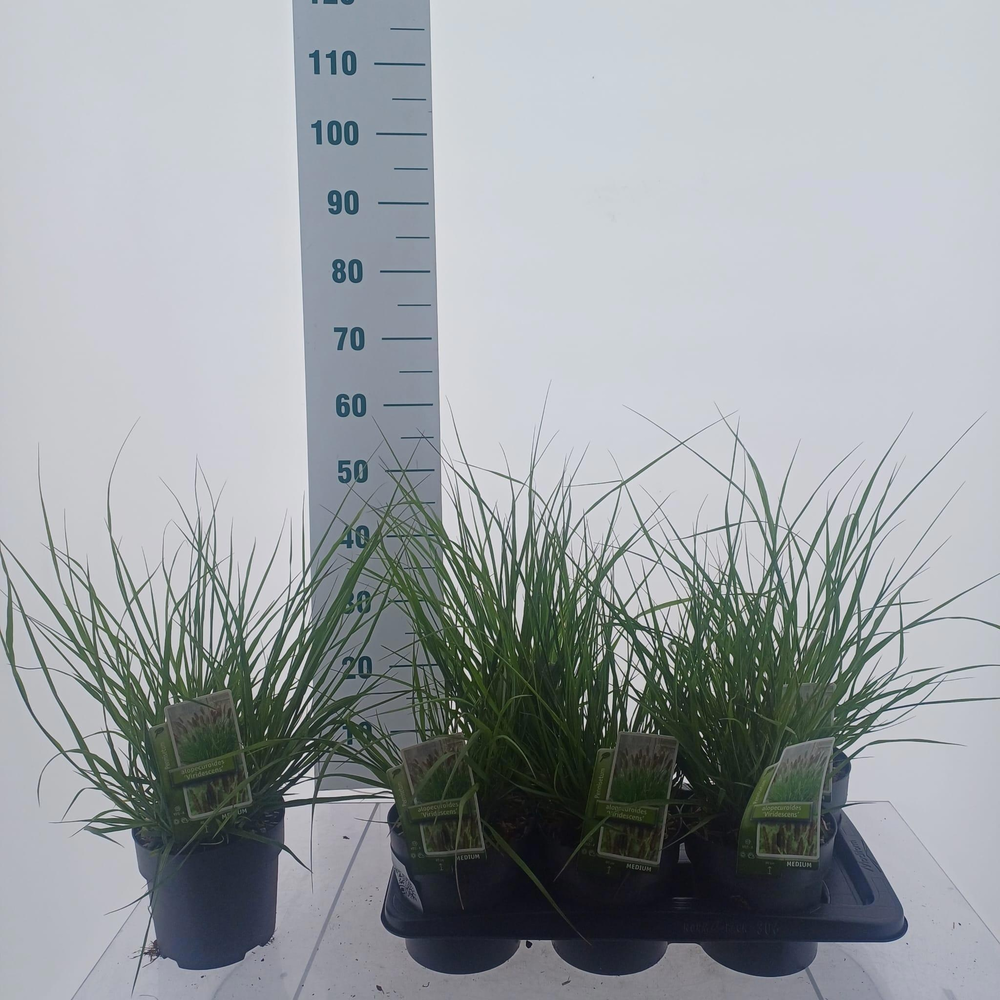 Pennisetum alopecuroides 'Viridescens'.
