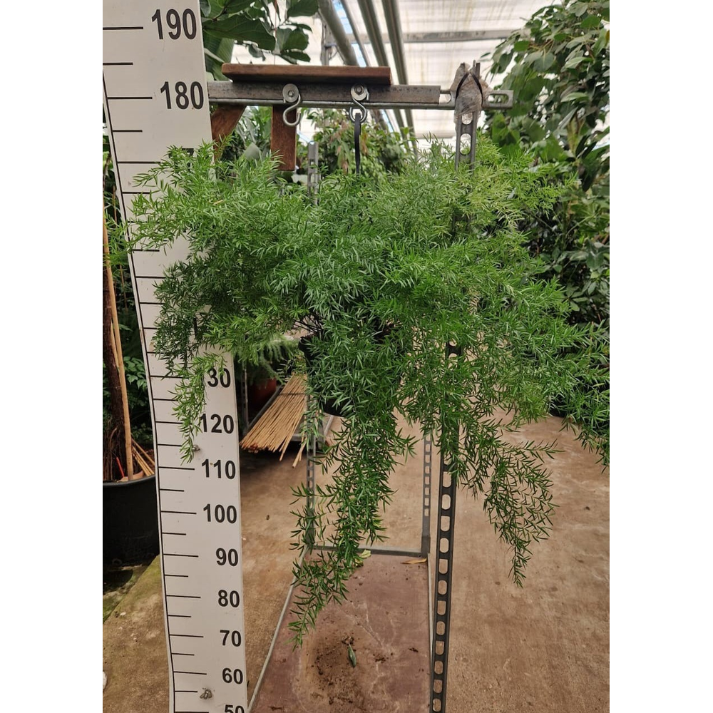 Asparagus hangplant XL.