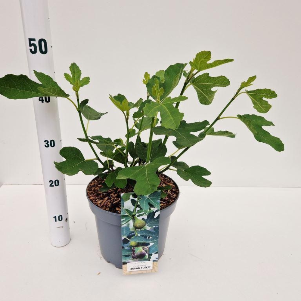 Ficus carica 'Brown Turkey'.