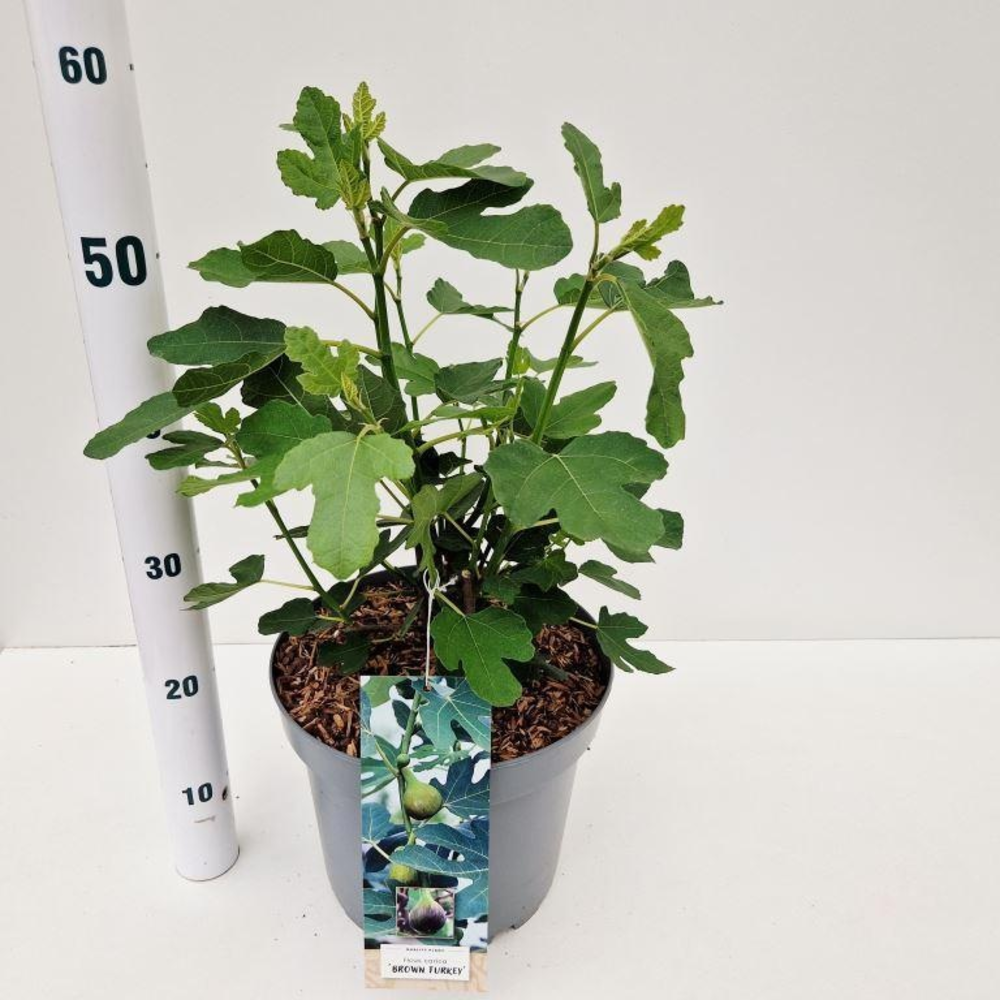 Ficus carica 'Brown Turkey'.