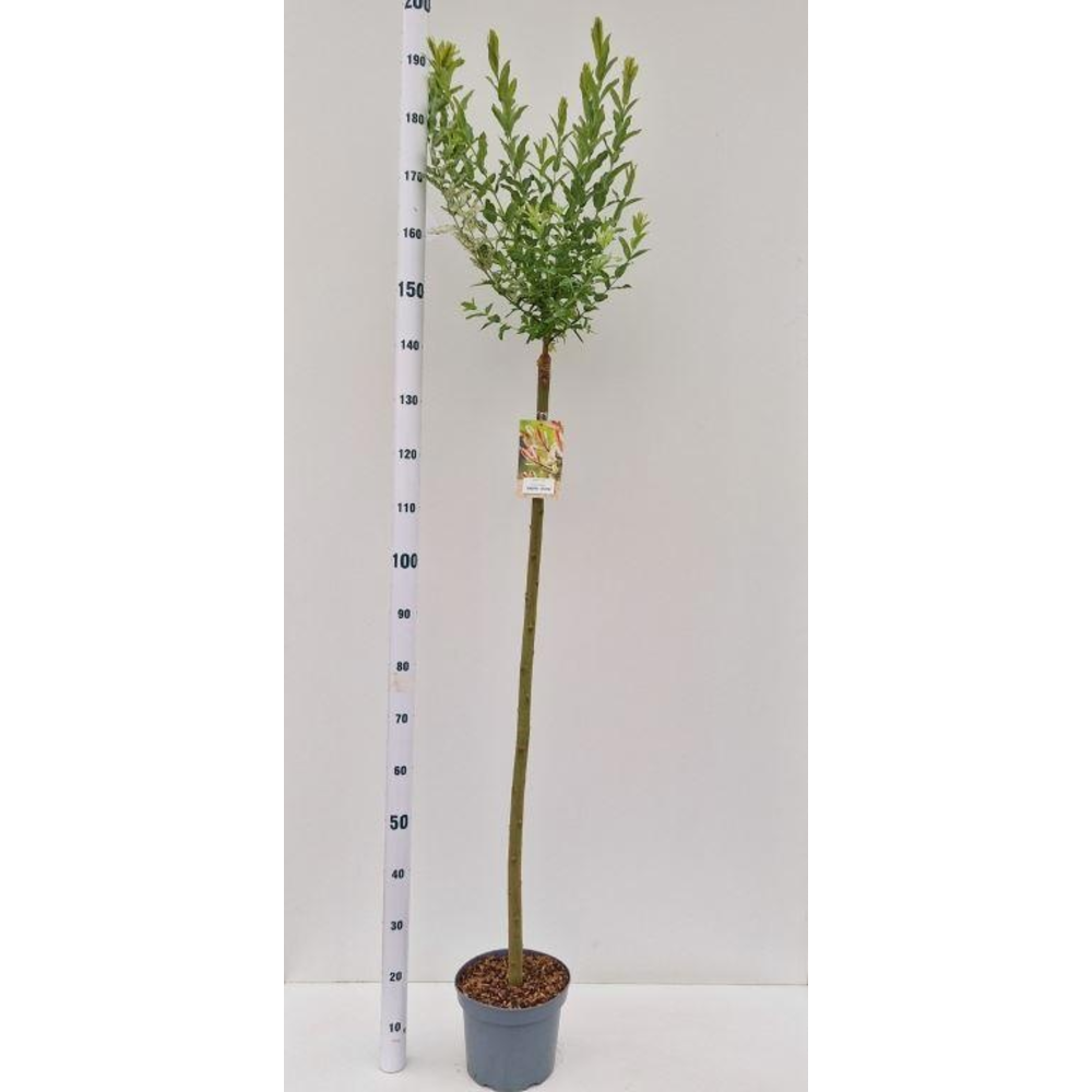 Salix integra 'Hakuro Nishiki' -- stam 120 cm.