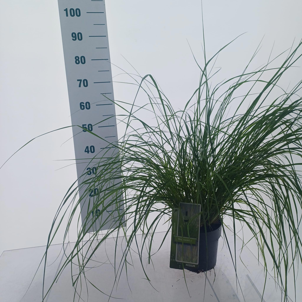 Pennisetum alopecuroides.