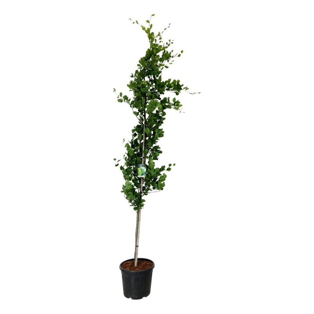 Fagus syl. 'dawyck gold'.