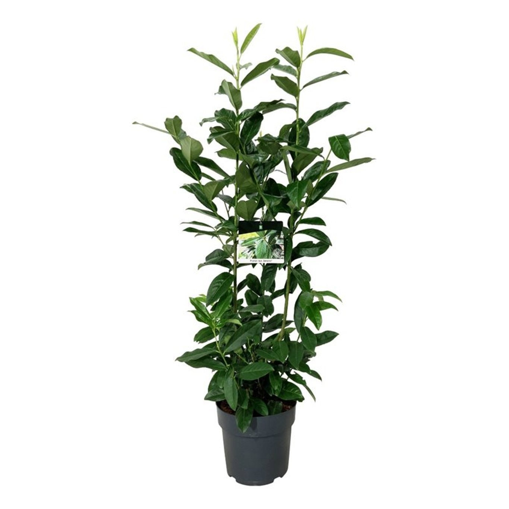 Prunus laur. 'Genolia' ®.