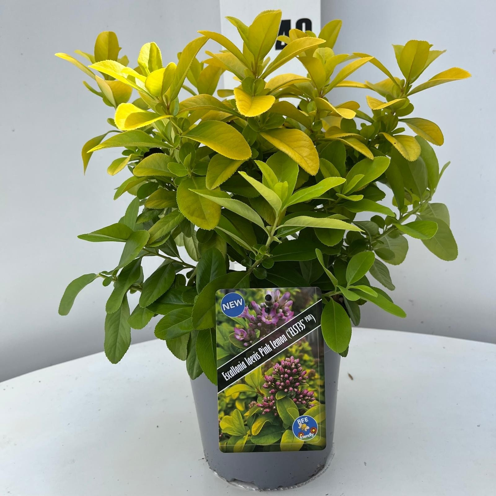 Escallonia 'Pink Lemon' (Elst35pbr).