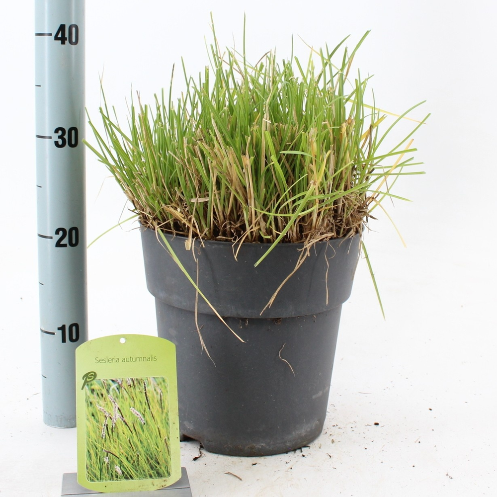 Sesleria autumnalis.