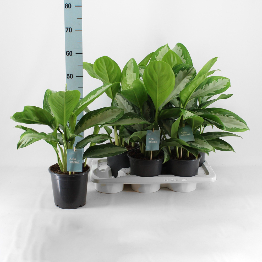Green agla 'Diamond Bay' (Aglaonema).