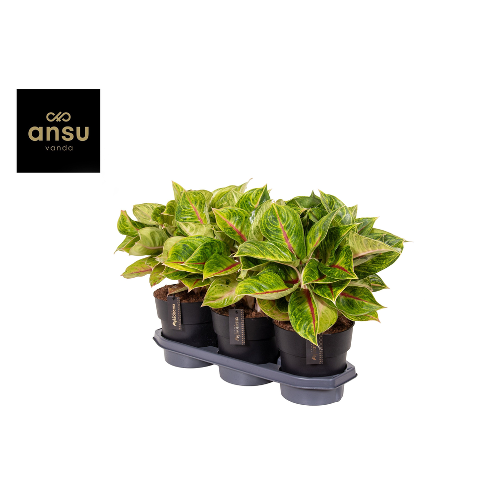 Aglaonema Iguana Red.