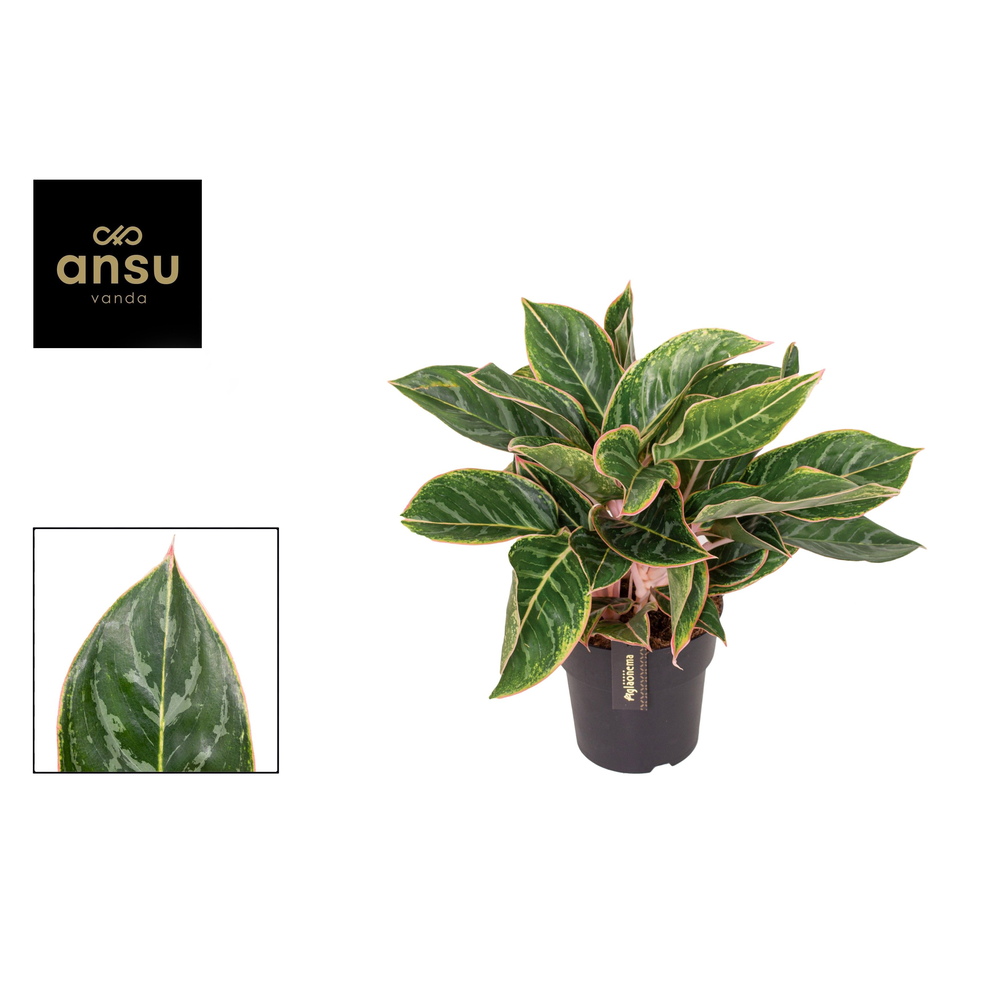 Aglaonema Jungle Shadows.