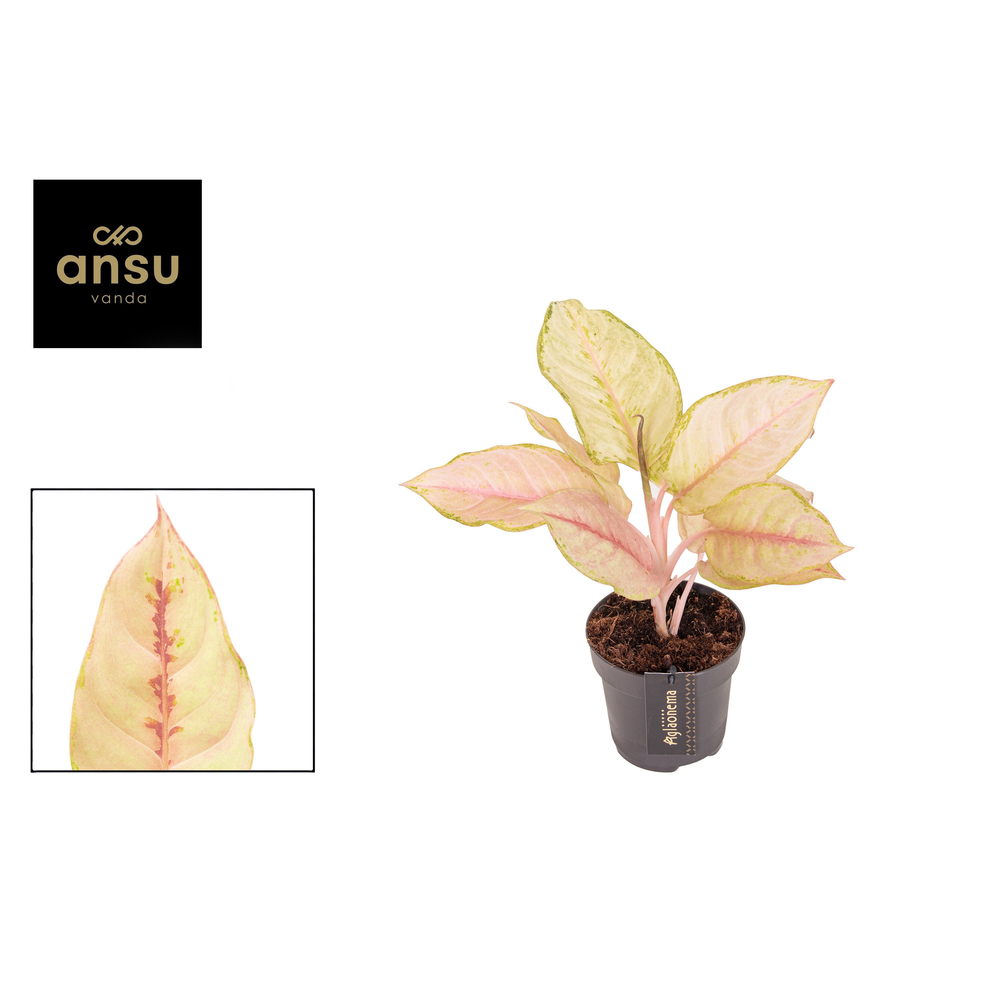 Aglaonema Corn Silk.