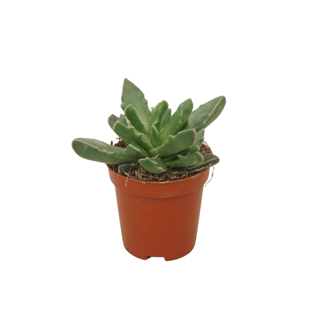 Faucaria tigrina 5,5 cm.