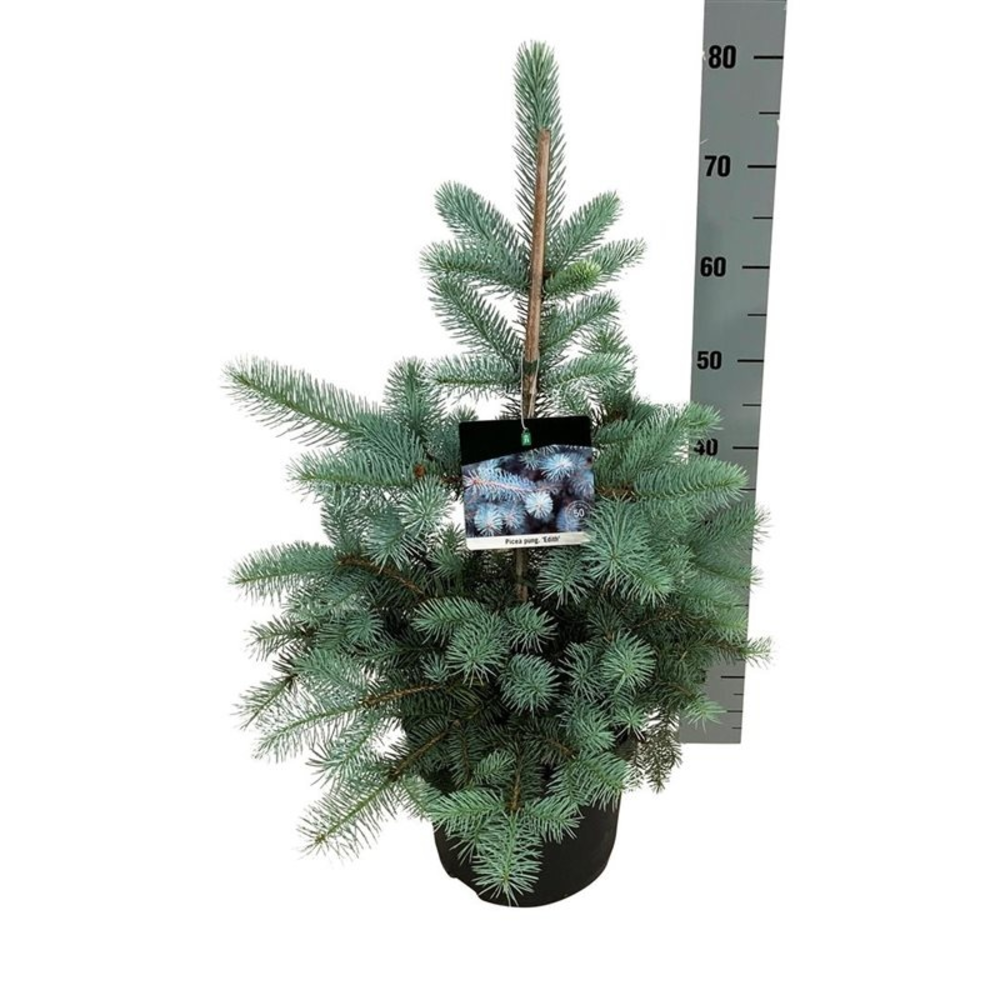 Picea pung. 'Edith'.