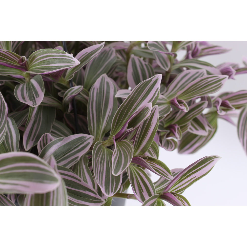 Tradescantia cerinthoides 'Flamingo Hill'.