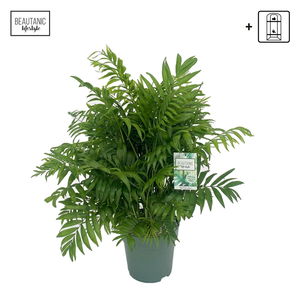Chamaedorea Elegans.