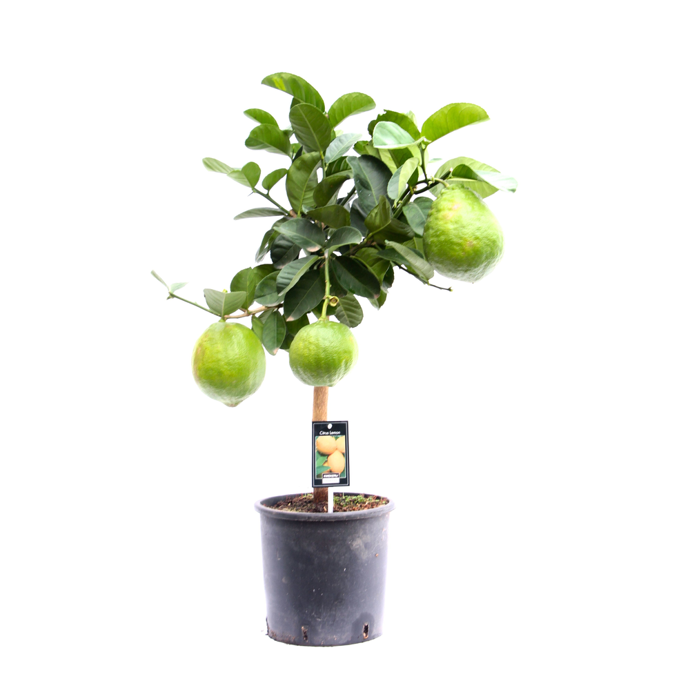Citrus Lipo.