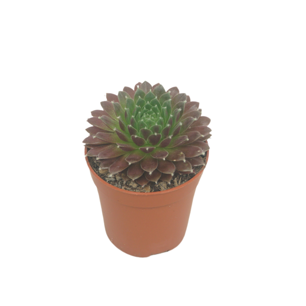 Sempervivum 5,5 cm.