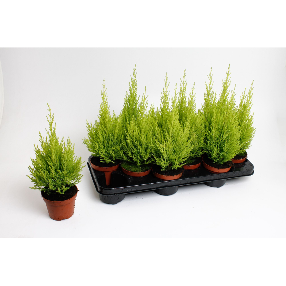 Cupressus macrocarpa Wilma.