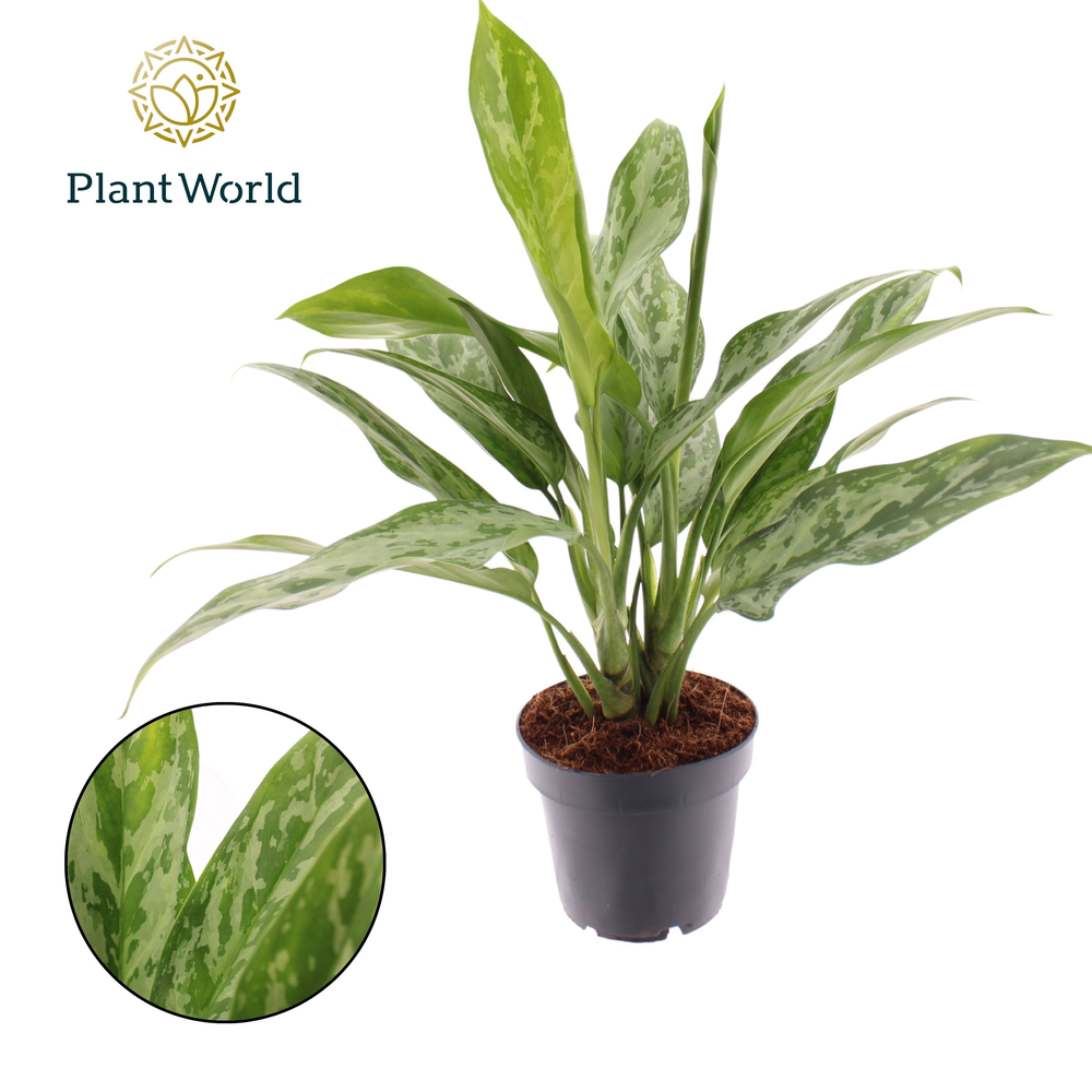 Aglaonema Green Lady.