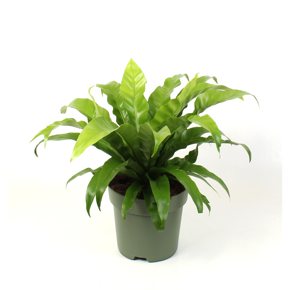 Asplenium antiquum.