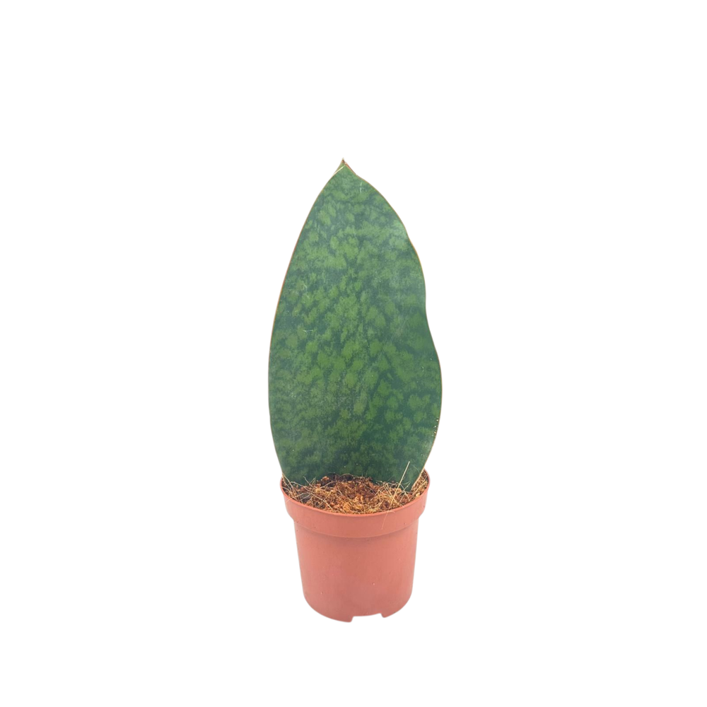 Sansevieria Whale Fin 12.