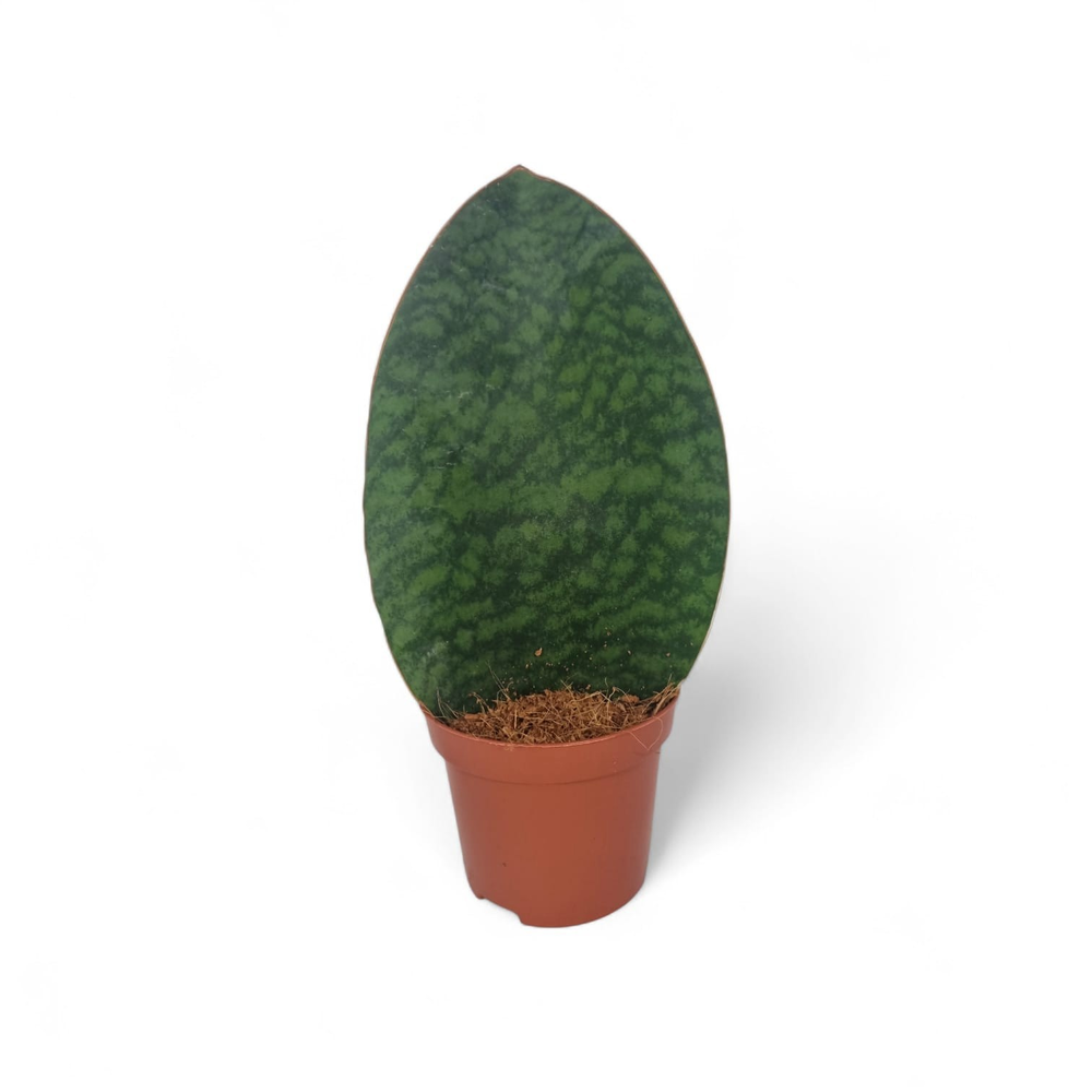Sansevieria Whale Fin 9 cm.