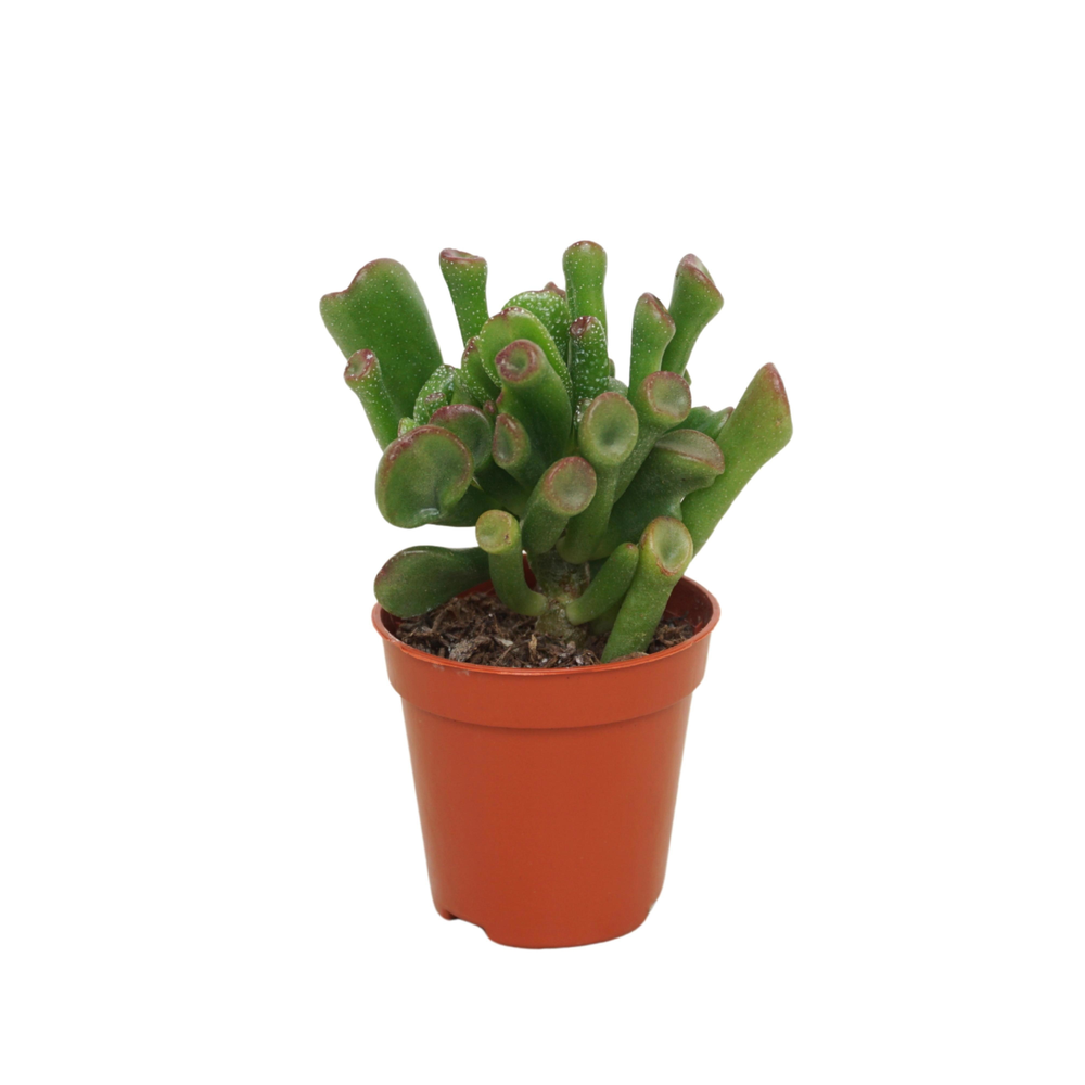 Crassula trompet 5,5 cm.
