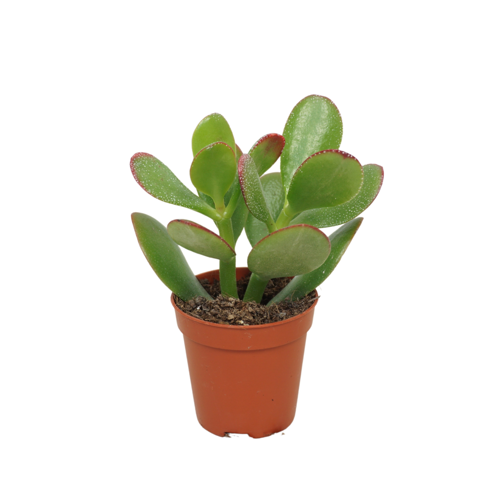 Crassula sunset 5,5 cm.