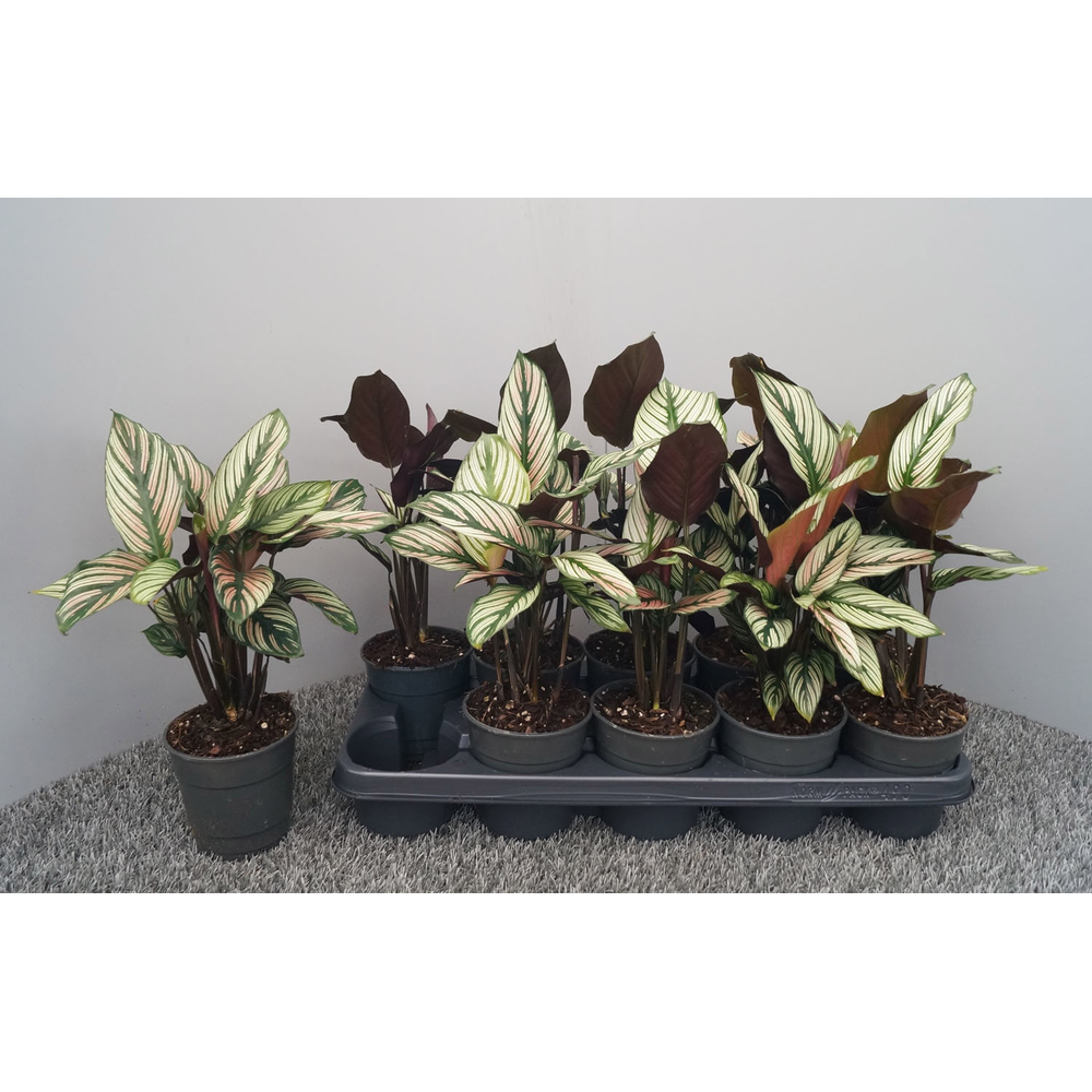 Calathea majestica 'Whitestripe'.
