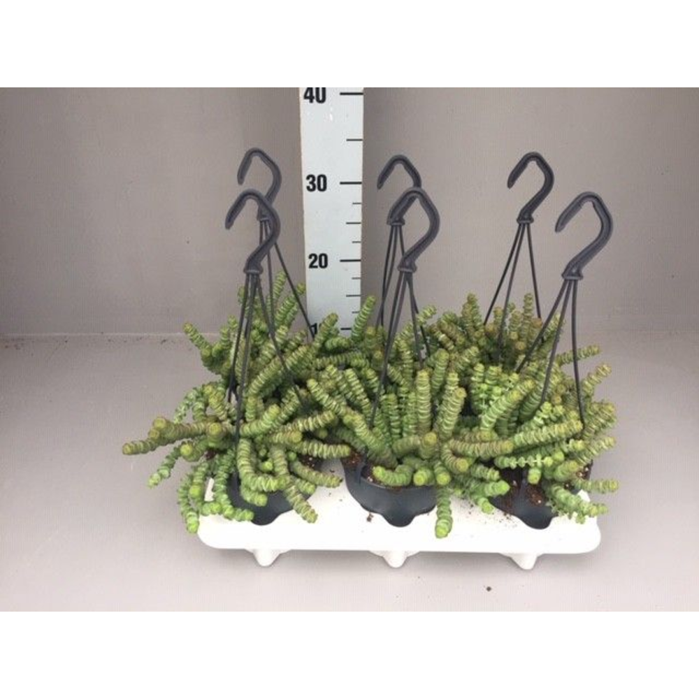Crassula hottentot hang 12.