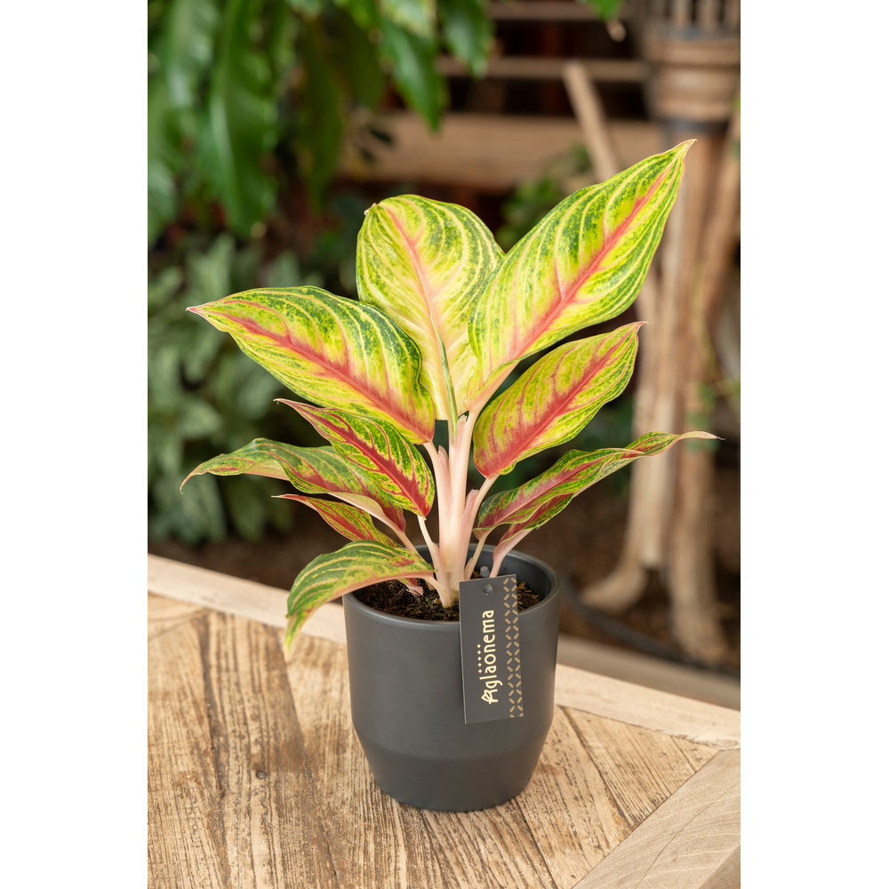 Aglaonema Eyecatcher Red.