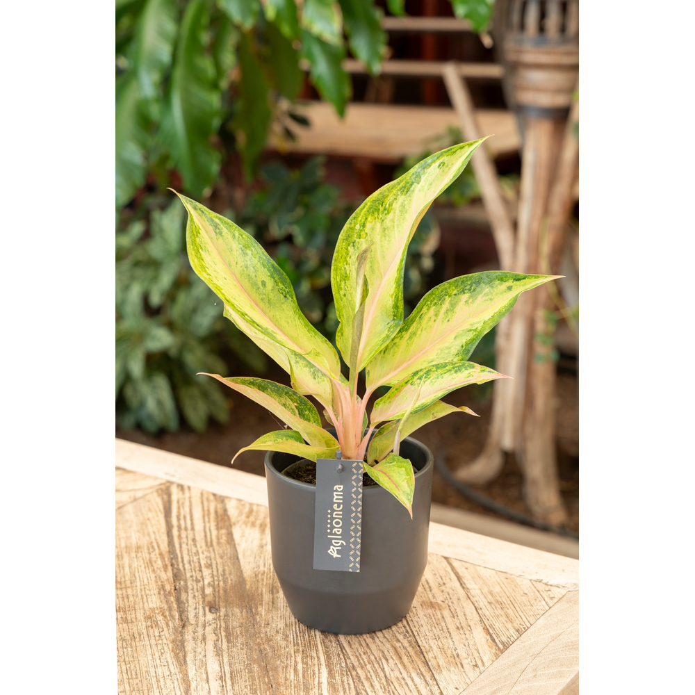 Aglaonema Guave Pink.